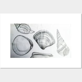 Sea Shells 4 by Margo Humphries Posters and Art